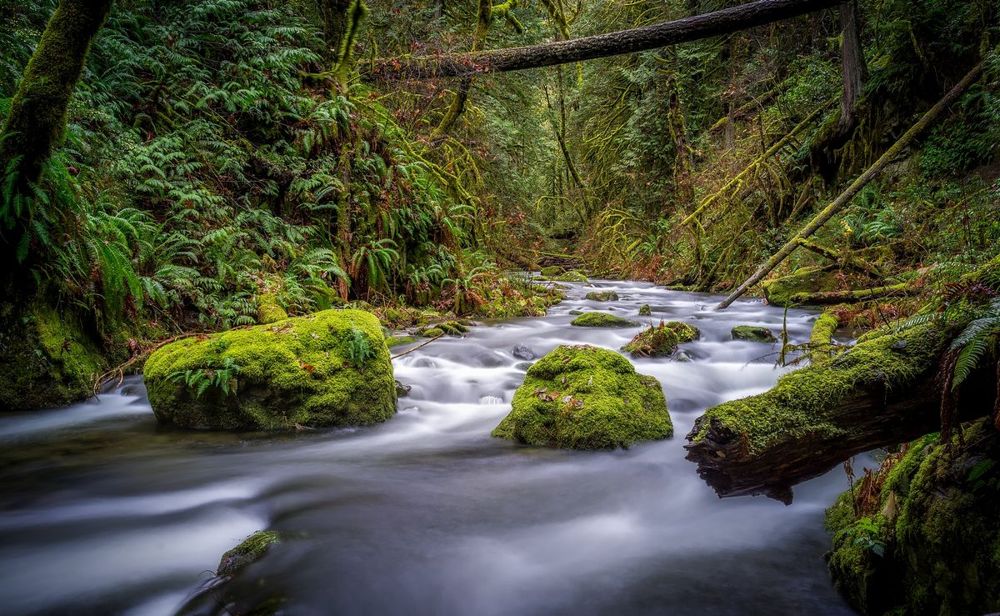 A healthy stream flowing between stabilized, vegetated banks